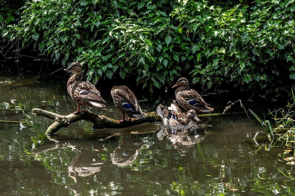 canards 2400.jpg