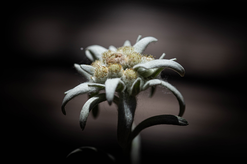 edelweiss.jpg.414ec0c0fd93a6a19a9fd35d8f7373e4.jpg