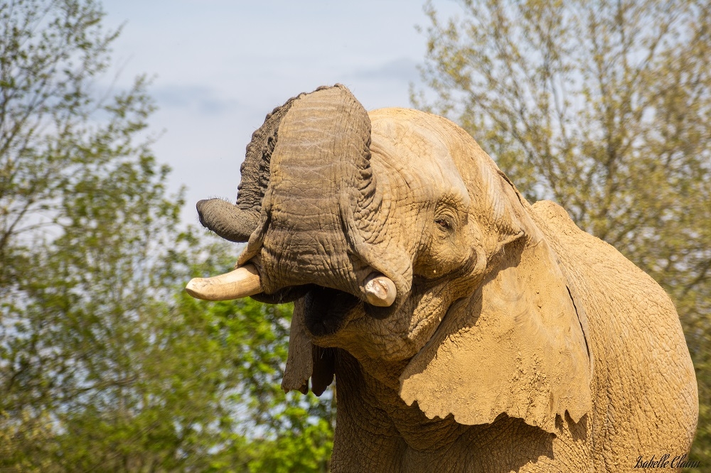 elephant 1Bfp.jpg