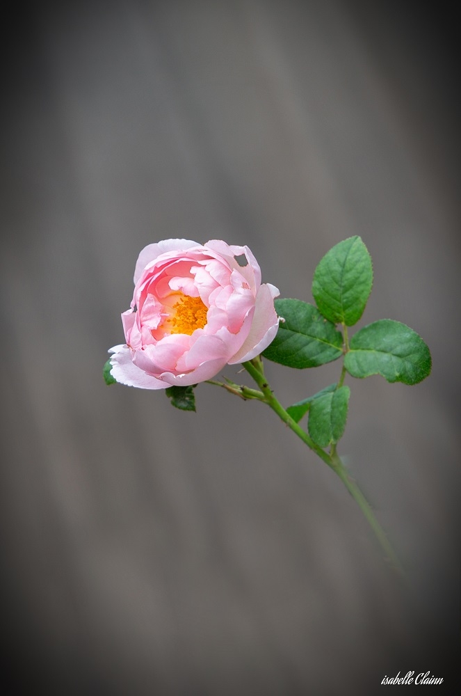 floral 1fp.jpg
