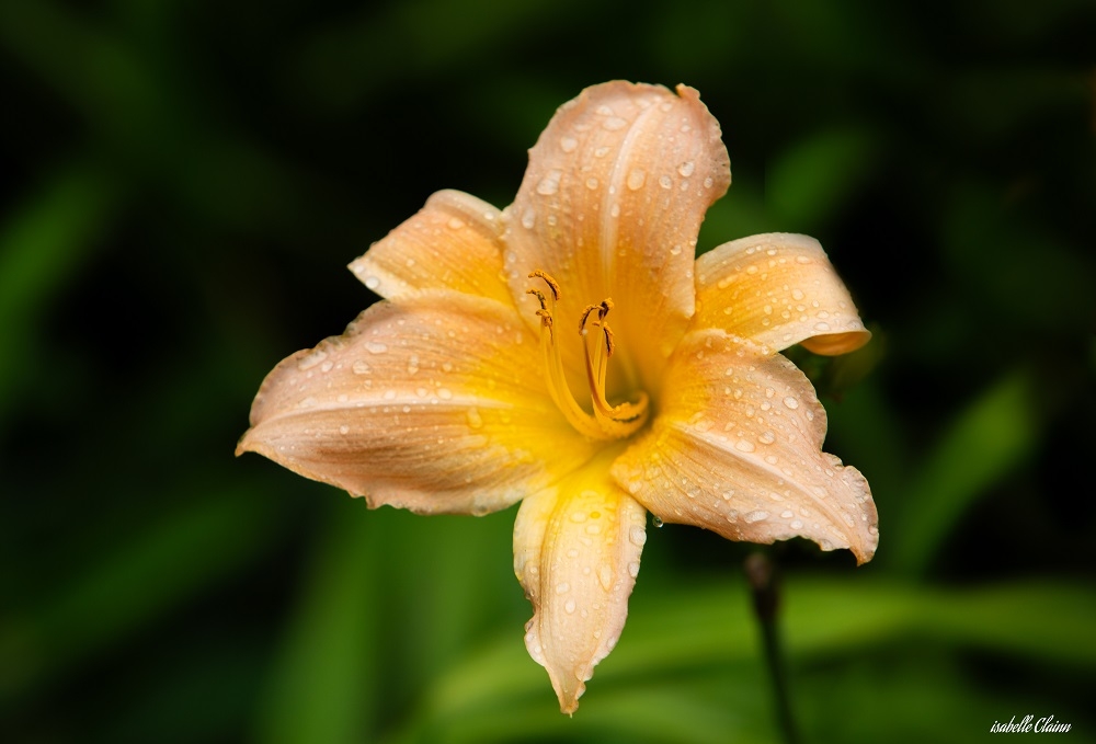 floral 3fp.jpg