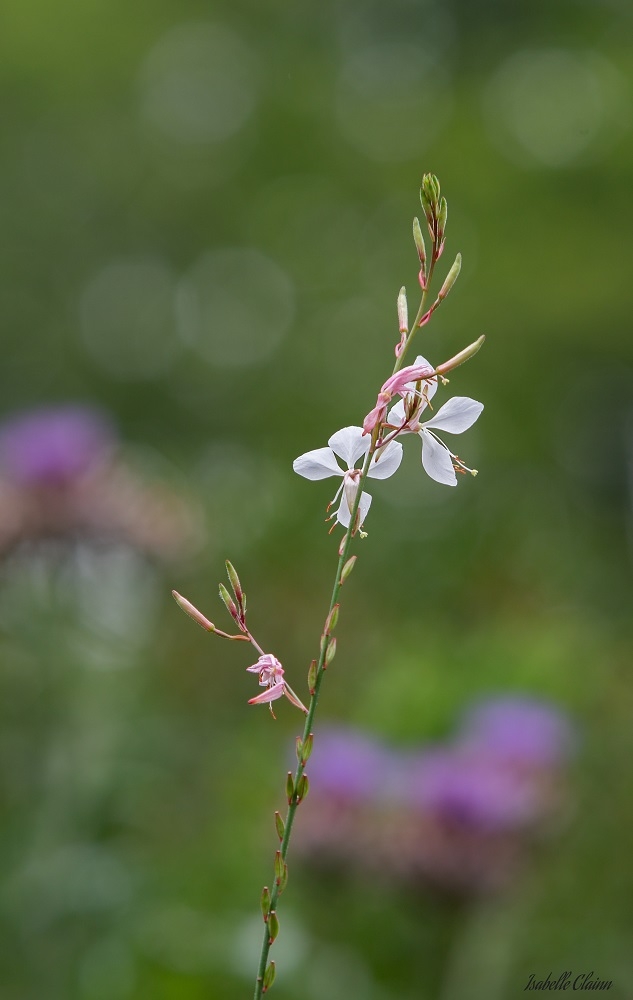 floral 5fp.jpg