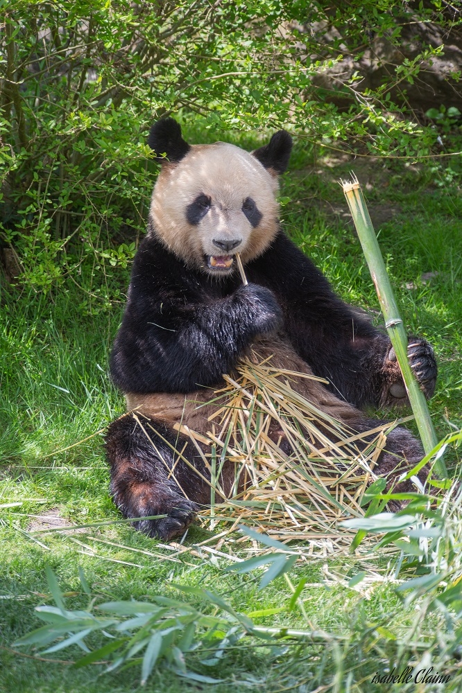 panda 1Afp.jpg