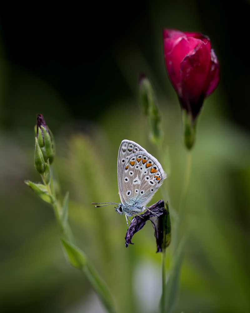 papillon-1.jpg.3b9dfb72501bdcd2b160f89467cddd9e.jpg