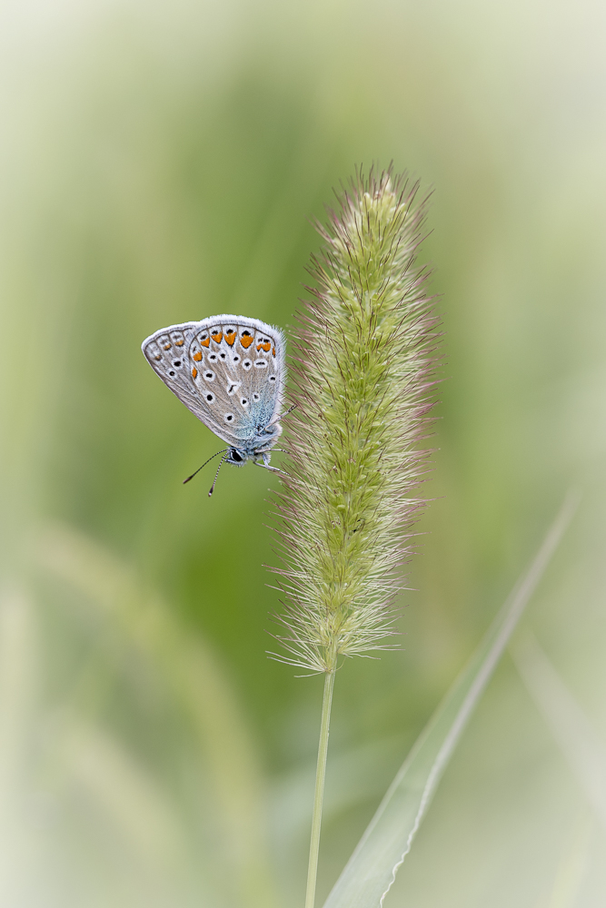 papillon-2.jpg.5a8fc66a6136b7734bfa1f461e3359e0.jpg