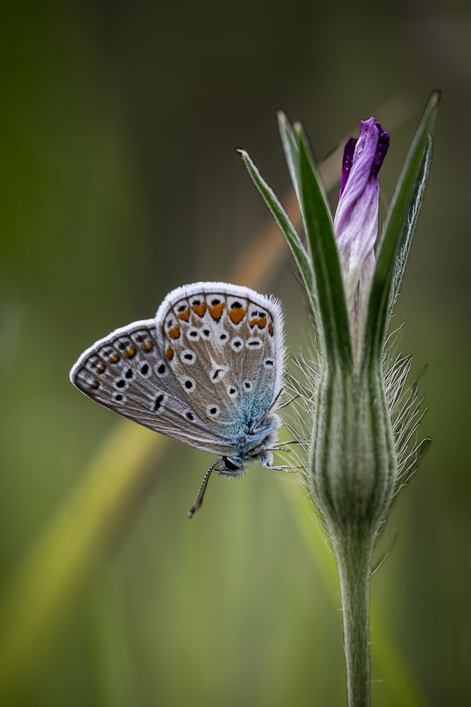 papillon-3.jpg.af7681efd25d3c483800970d78d624ed.jpg
