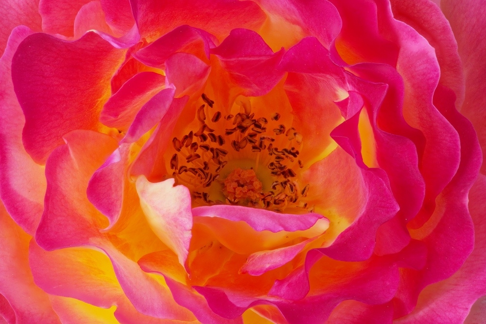 rose846896.jpg.ef6b3bfe43696f40122893e363ed2596.jpg