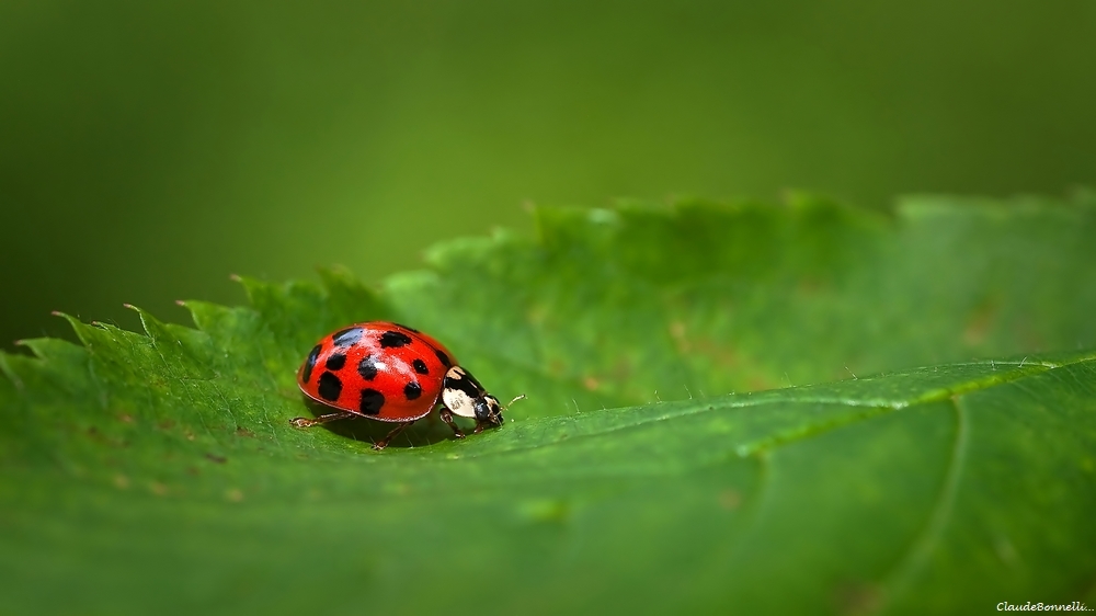 1--6754_filtered.jpg.a7a5ad94e4cd74858dd813d08d64eaf5.jpg
