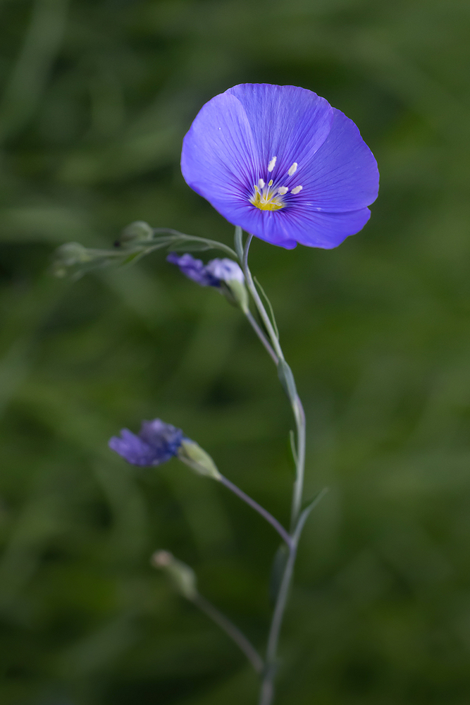 104A2589-export.jpg.9de5e3e87283b8f6b00a6f9b6dd47e96.jpg