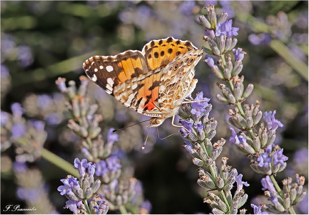 217_Papillonbelledame.jpg.2b6f6ec22566ddbc2490f7fe97bc28b0.jpg