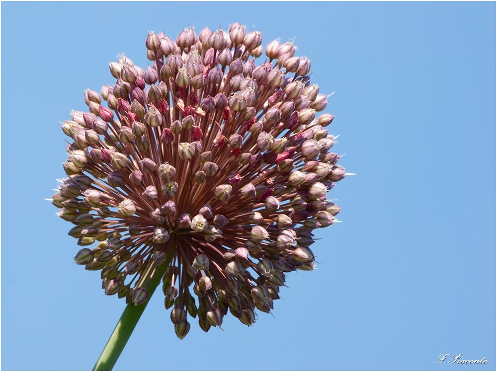 218_Alliumpolyanthum.jpg.37b830fdb6dd48496a0f3b2168ee8633.jpg