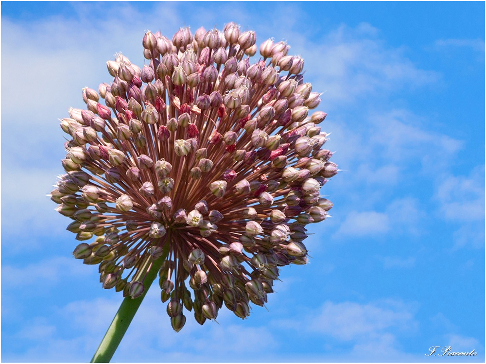 218bis_Alliumpolyanthum.jpg.9fbe41e66ca689124e351a061ad8b42b.jpg