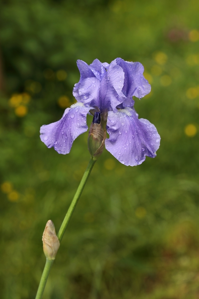 2G6A6432.JPG