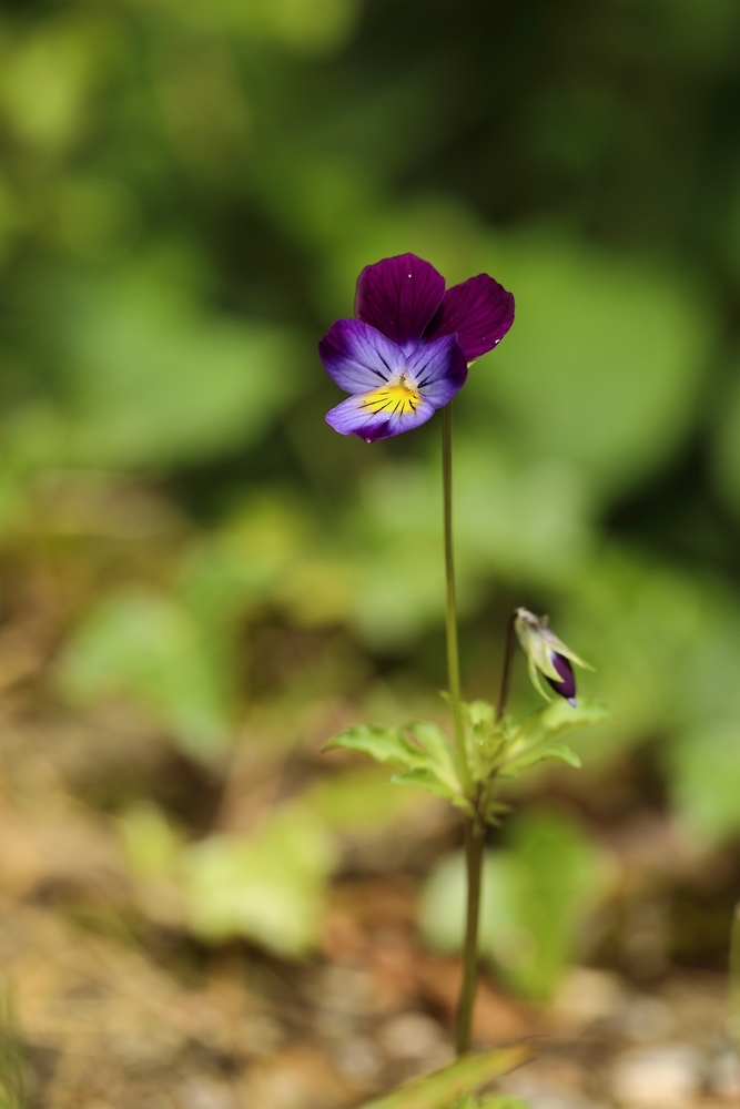 2G6A6532.JPG