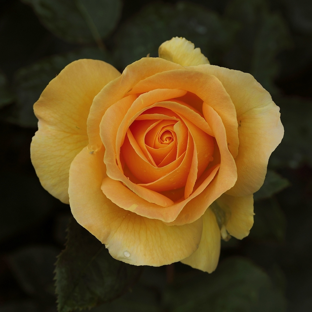 2G6A6634.JPG