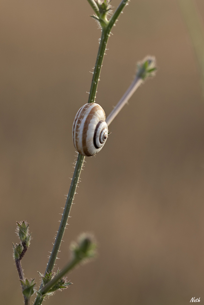 Caragouilleroseb.jpg.096d30d7bb02a06590d033bf70c5dc3d.jpg