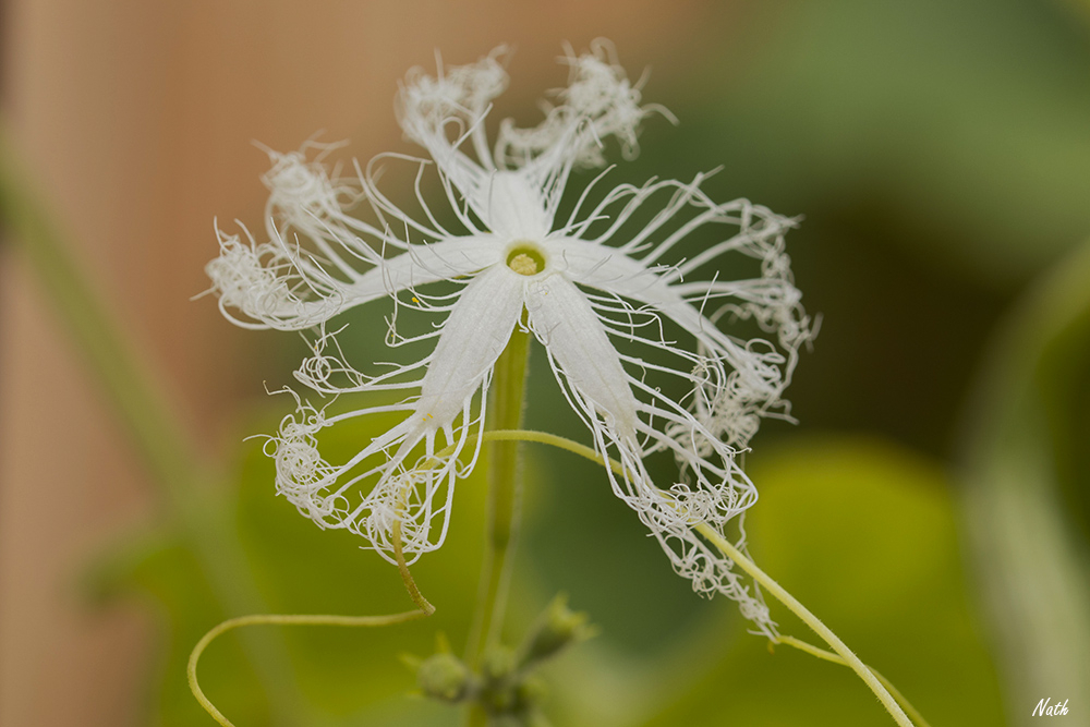 Courgefleurdedentelle.jpg.71e63dca15ba98a9aa29d98c8605d3b5.jpg