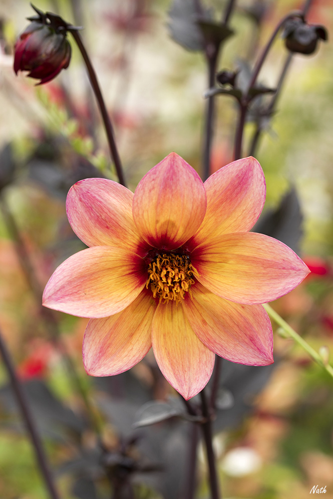 Dahlia_.jpg.4d5e38e4b89d04ab25d1b9fe3a1ecb01.jpg