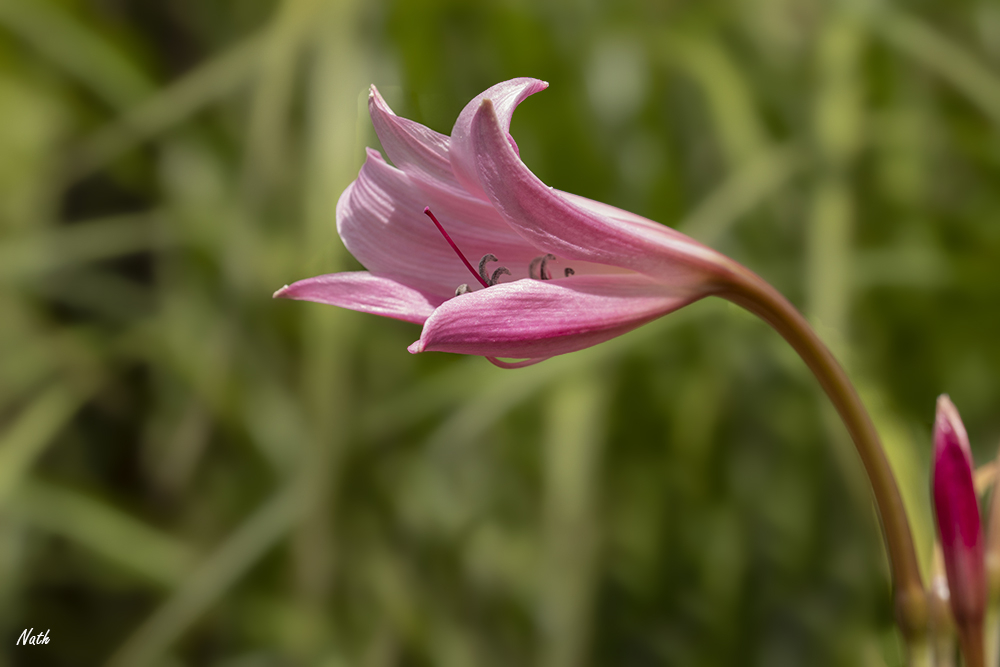 Fleur.jpg.21709dd7ddfa38f4afe41436f9a2b337.jpg
