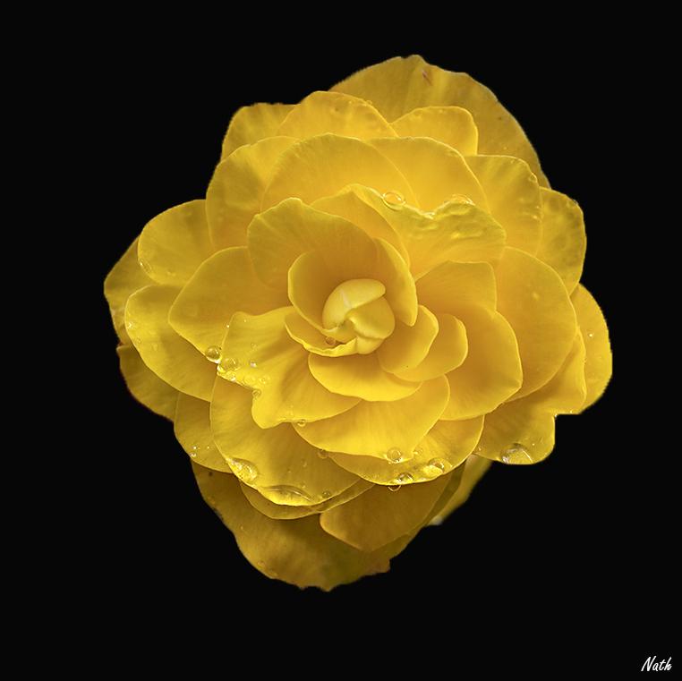 Fleurperle.jpg.9ec29873722f4b71d3054fedb8e251bc.jpg