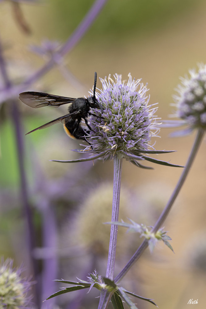 Gupesolitaire_1.jpg.9fe2589560fdf33a7d5f6946e20a966f.jpg