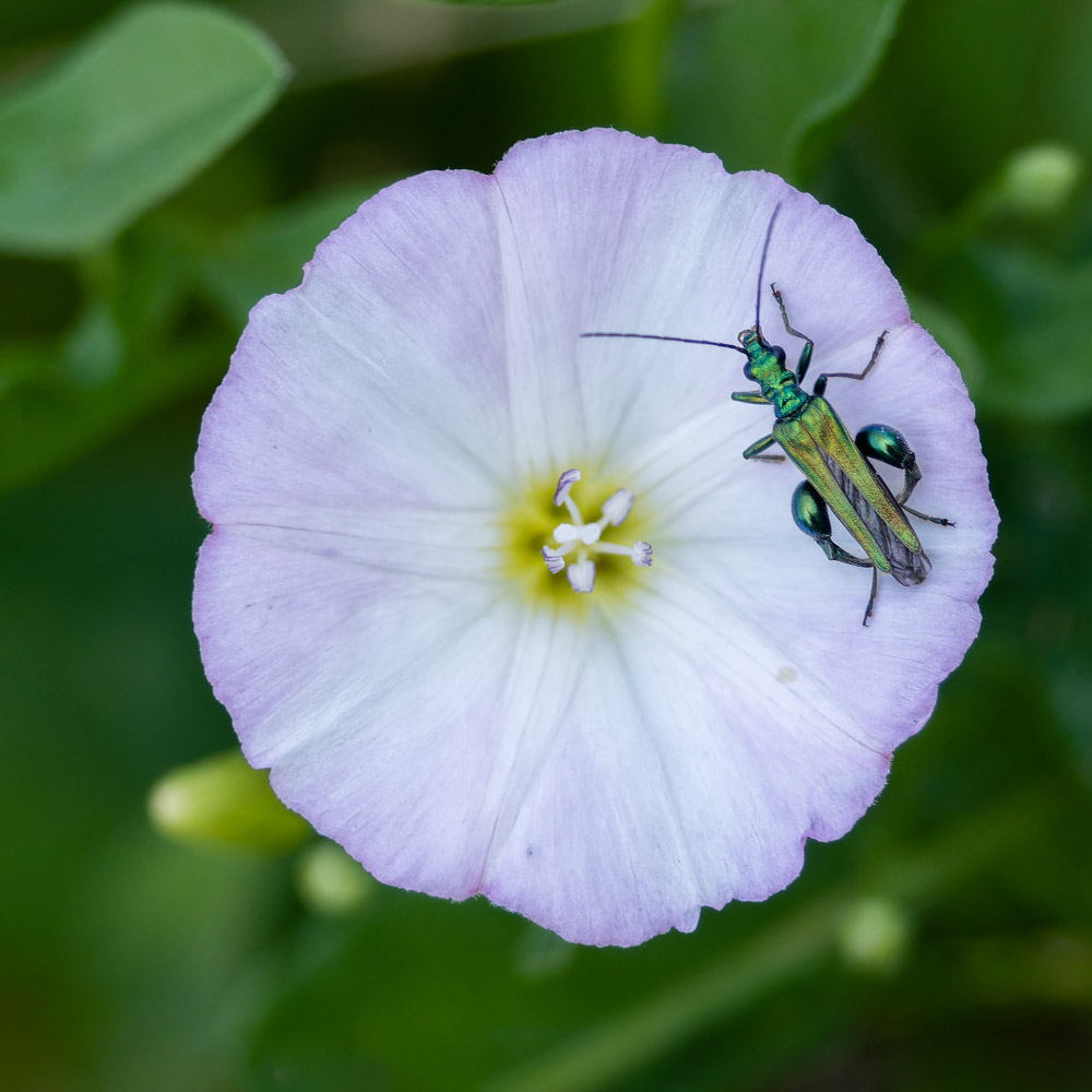 K3__3900-PEF_DxO_DeepPRIMEXD-Modifier.jpg.834208120a1b6112bb5f6b0188bc7df6.jpg