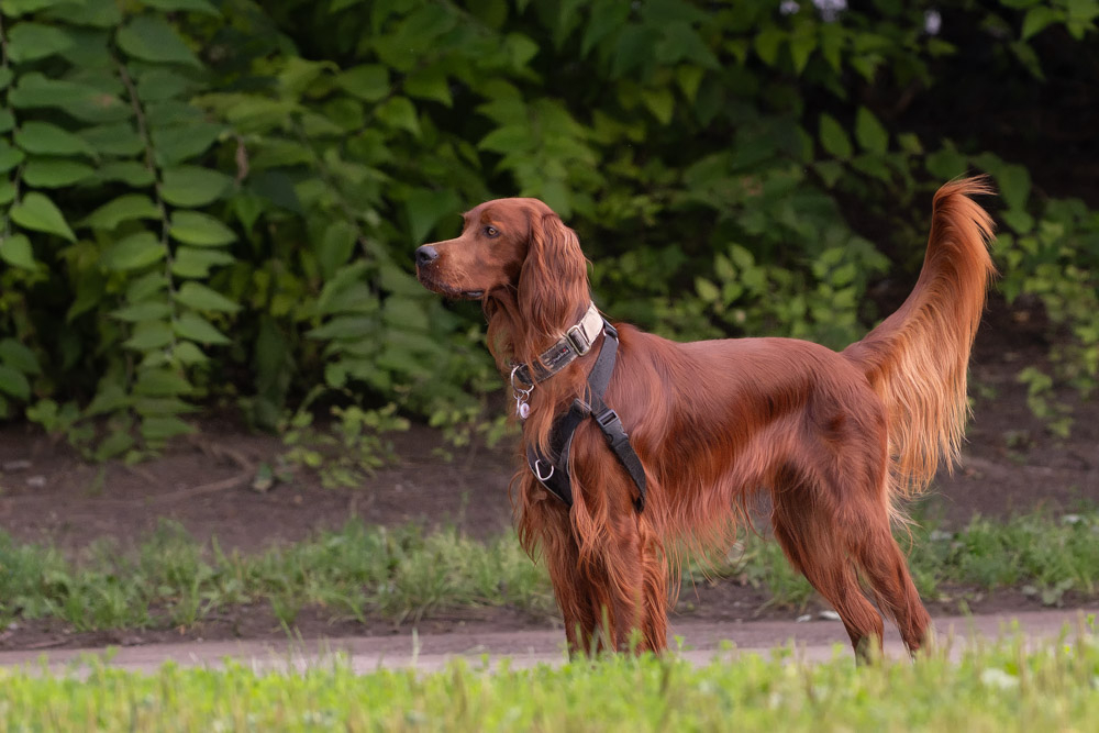 K3__4673-PEF_DxO_DeepPRIMEXD-Modifier.jpg.d191473d4391596d834d35ed213dd3df.jpg