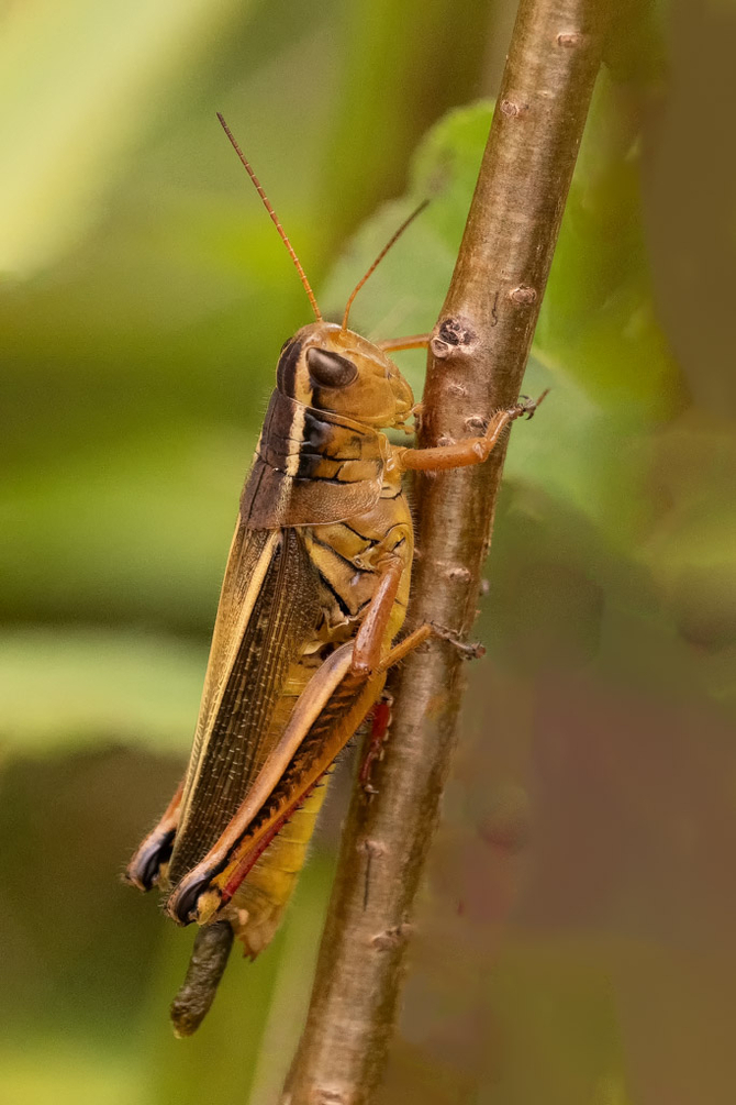 K3__4744-2-PEF_DxO_DeepPRIMEXD-Modifier-Modifier.thumb.jpg.5aa3b668f08159a7da80fb43d597b6b0.jpg