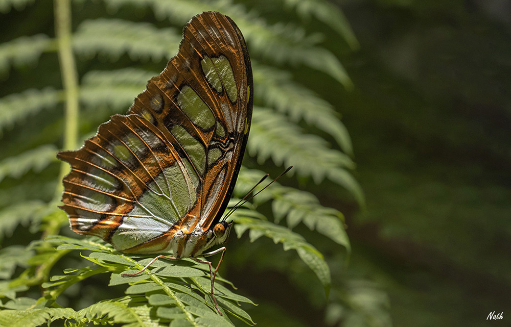 Malachite.jpg.366f451825e5917b3f50f76f187fd14c.jpg