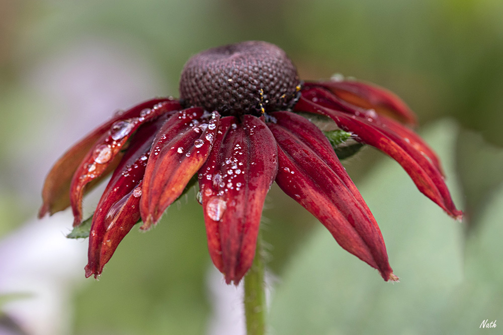 Margueriteperle.jpg.1c127b591ccdafdbf8adfa23d1277456.jpg