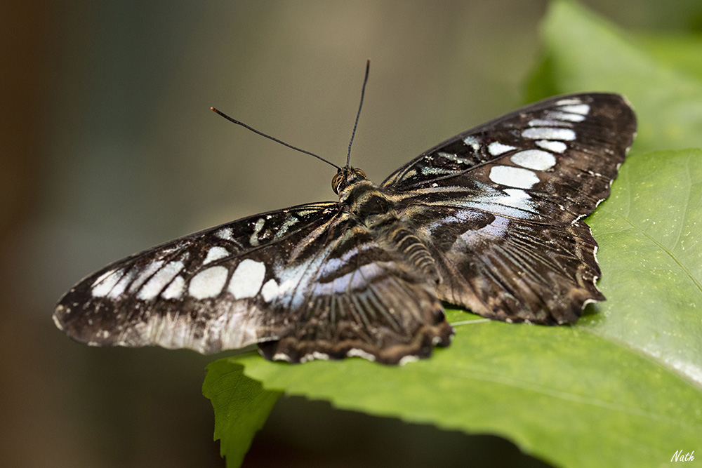 Parthenossylvia_1.jpg.9807b4afe84d785ae84273ff4f1677b4.jpg