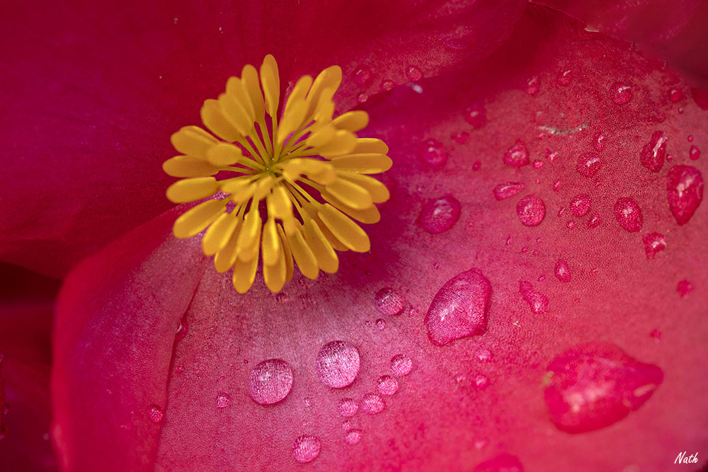 Perlesdepluie.jpg.571f43b51c9813950858dbd9052abea0.jpg