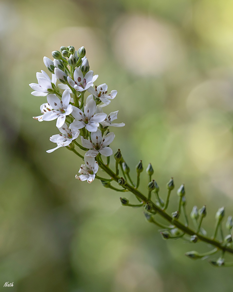 Petitefleurblanche_1.jpg.87a5768a5cda706282486363d1392809.jpg