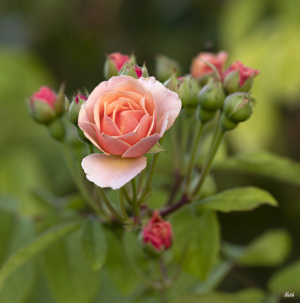 Rose.jpg.54c67d00148de7aa6c8338c8044bca38.jpg