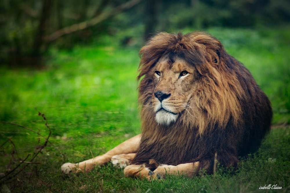 lionfp.jpg
