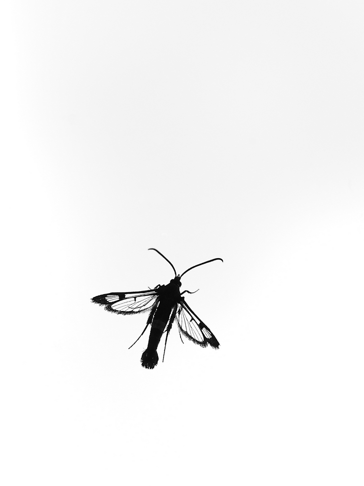 2G6A6662.JPG