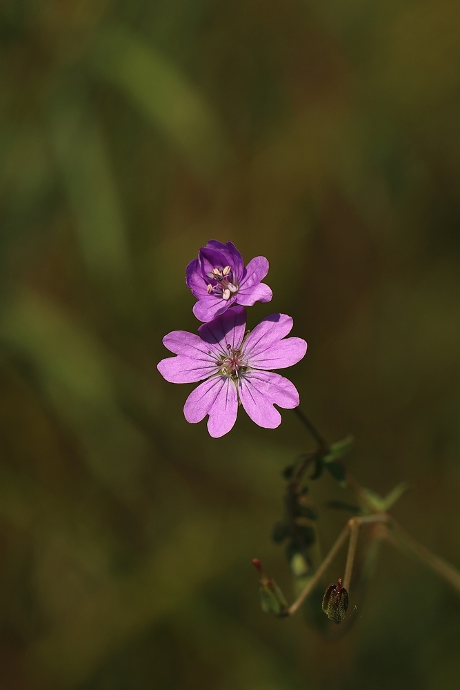 2G6A6747.JPG