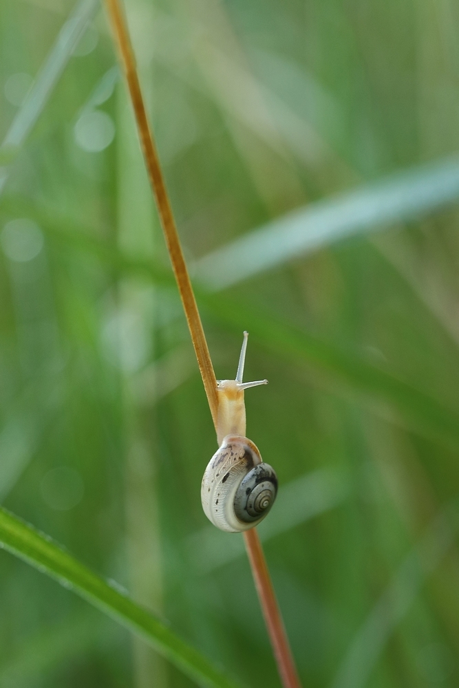 2G6A7067.JPG