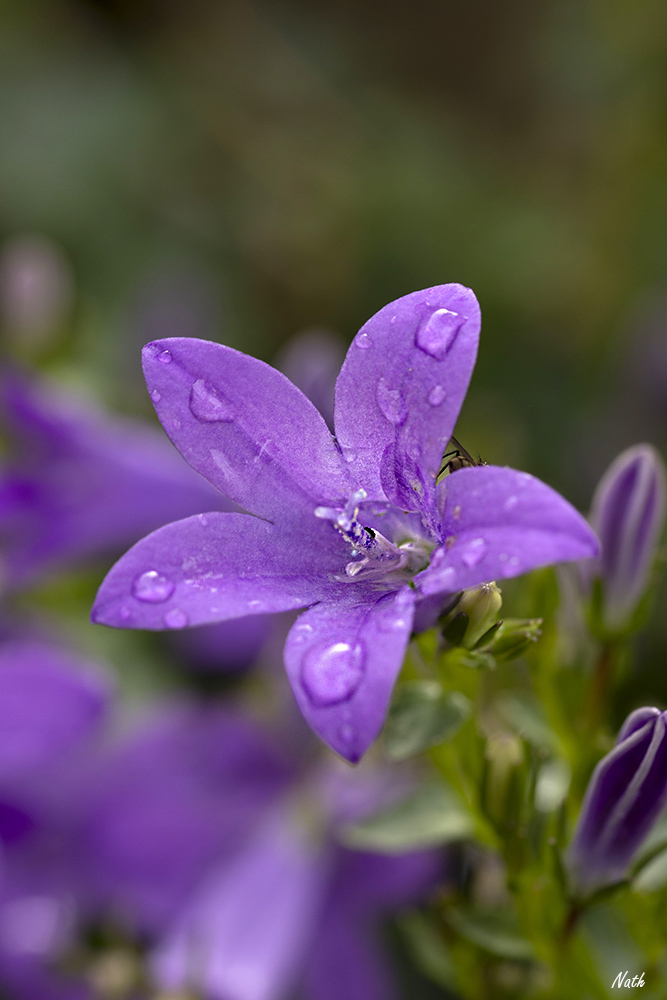 Campanule_2.jpg.7405fa7147a3a36fdc9dbe7cccb89397.jpg