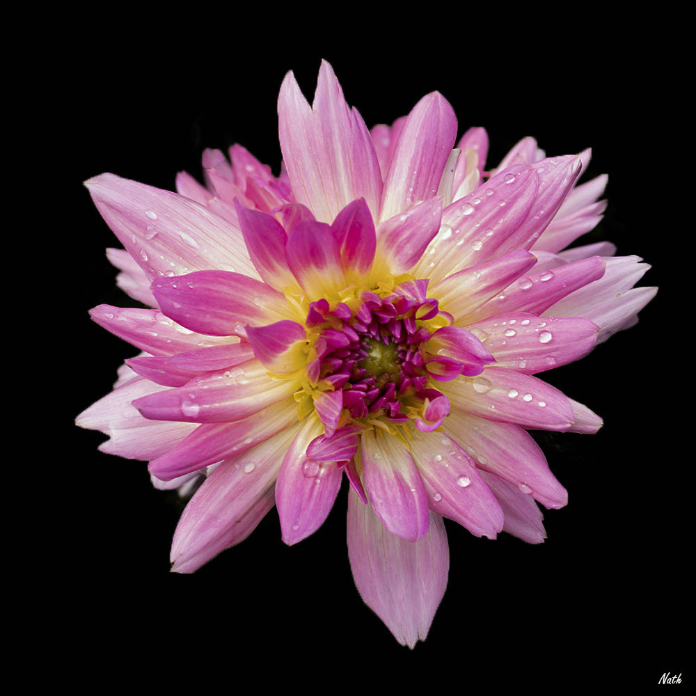 Dhalia.jpg.92d779c5d3f0fb25d5e370cf25e39a47.jpg