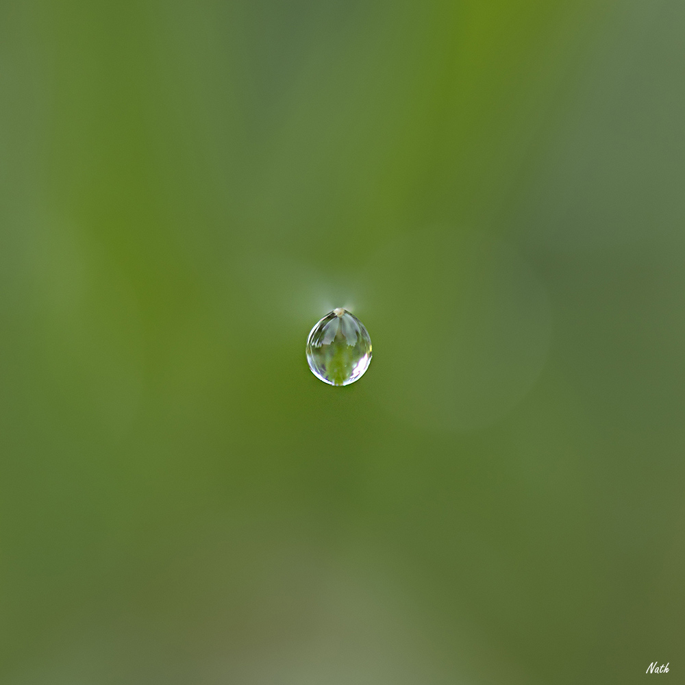 Goutte_2.jpg.ff6b8f0fee6206f325bf6fc4782c5981.jpg