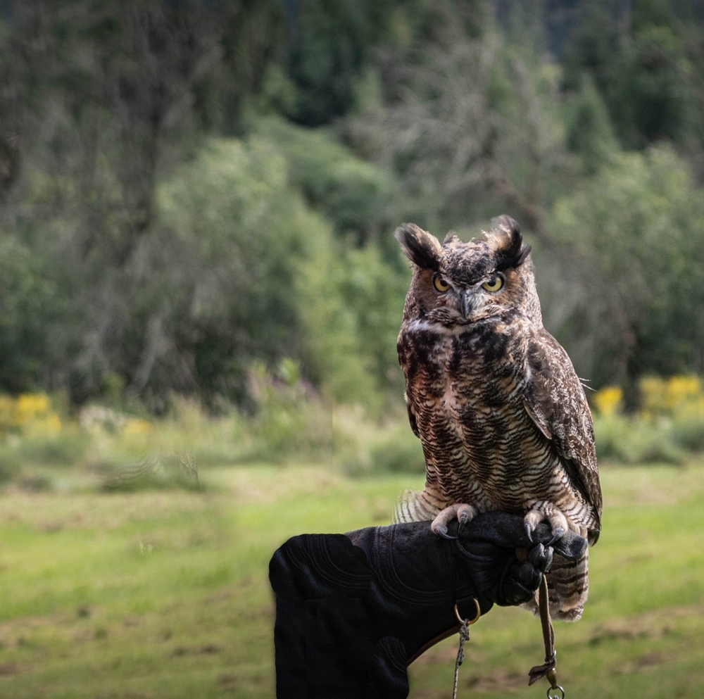 IMG_0189_ 5D - sept 23 .Charrac test- 1000.jpg