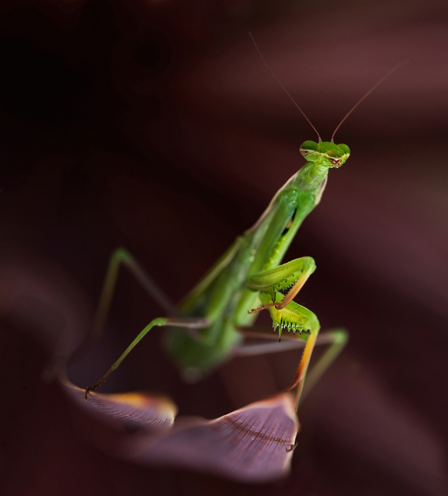Macro3 copie.jpg