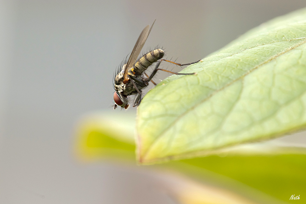 Mouche.jpg.4ce78d48e6dc62a60fe2cad3bc13a5fa.jpg