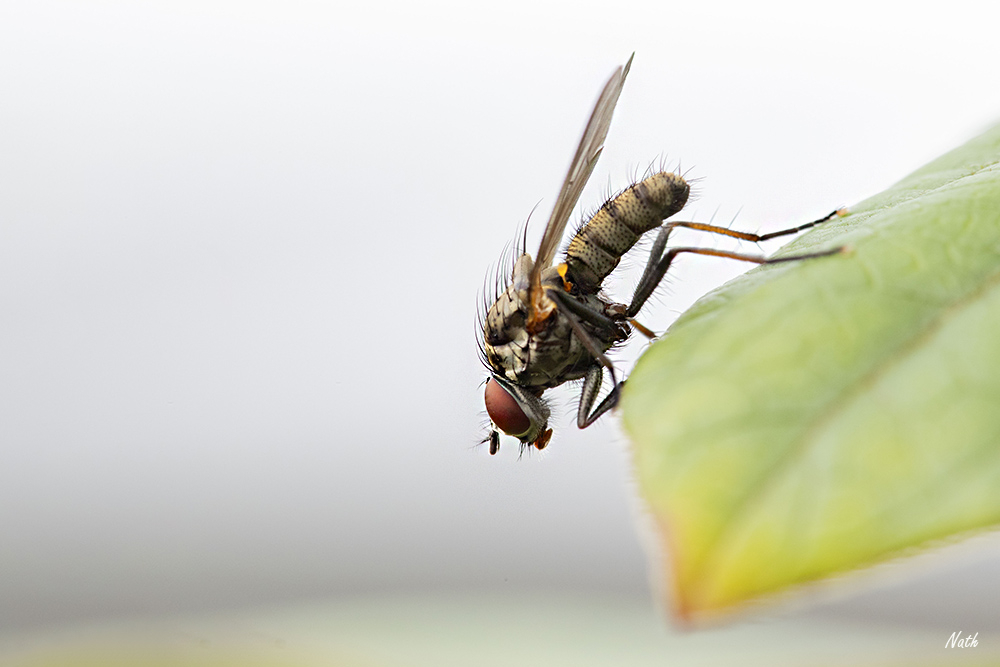 Mouche_1.jpg.6766b019f05c557f6ee1fdae6dd6afd9.jpg