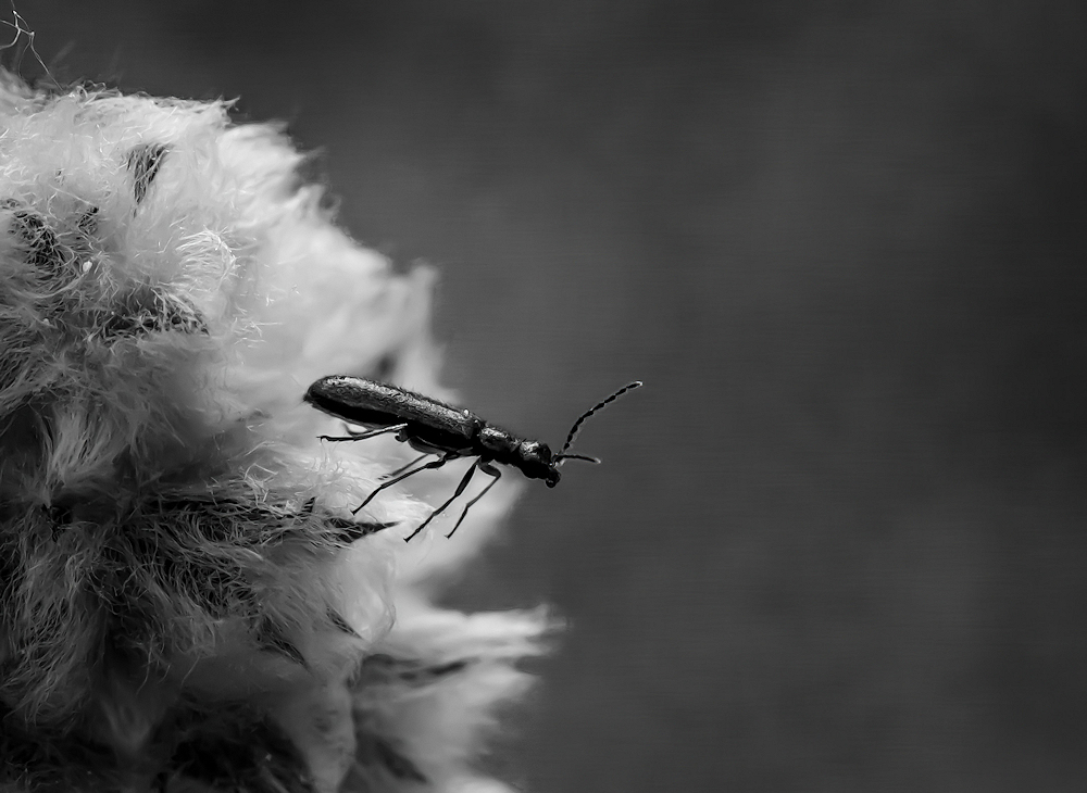104A4055-export.jpg.8a948e6aee7d2aba6bc72cee024444ec.jpg