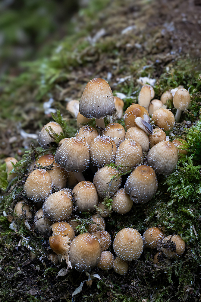 104A4087-export.jpg.203fd7a0230fd6cb9fd411f6eb1f1781.jpg