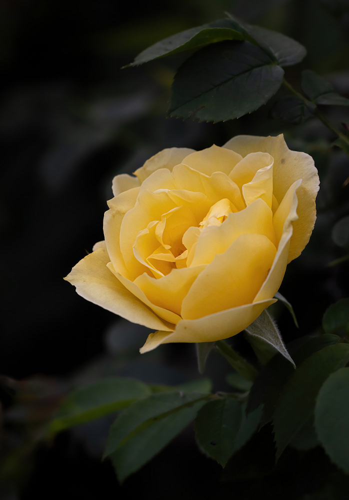 104A4160--export.jpg.dbf0257f1cfcf768b9a9d52a07a21d0a.jpg