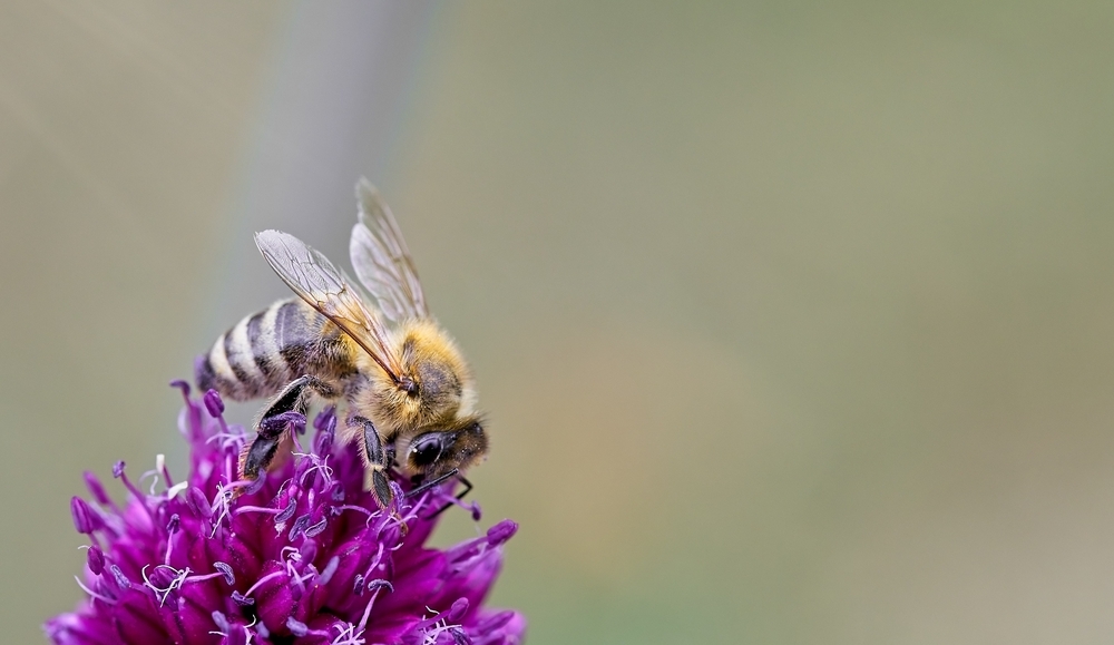 20230701-Abeilles-02_1000.jpg.b1f2bb7b947b003676f095ce6f6d6c5e.jpg