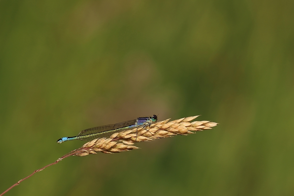 2G6A7136.JPG